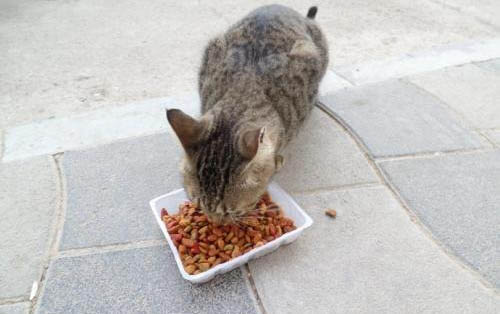 猫咪可以吃的蔬菜类食物