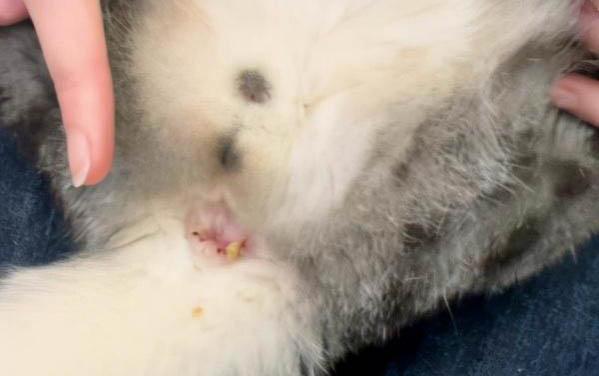 小猫吐清水的原因及处理方法