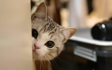 小猫打喷嚏怎么回事