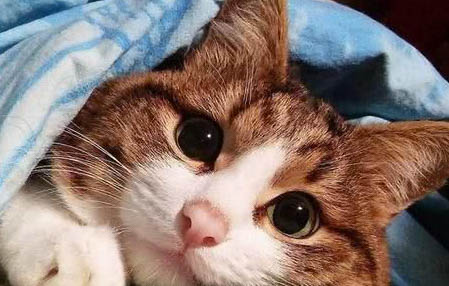 南通哪里有猫舍