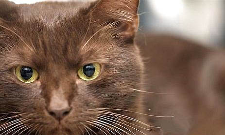 哈瓦那猫为什么流眼泪眼屎