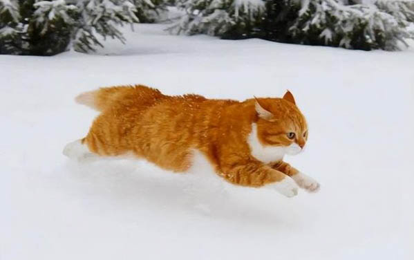 猫咪有猫癣和耳螨可以打疫苗吗