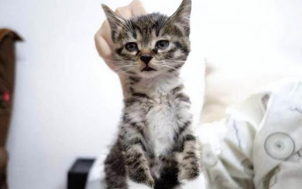 小猫咪大概多久可以洗澡