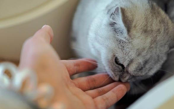 猫眼睛有黄黄的分泌物睁不开