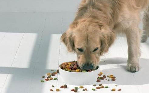 小狗狗可以吃猫粮吗