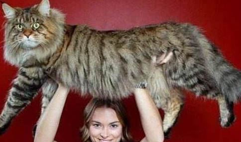 打了猫三联还会得猫瘟吗