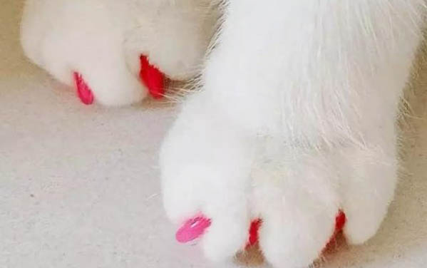 小猫有眼屎怎么办?