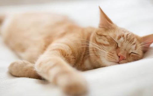 如何让猫咪晚上不闹腾
