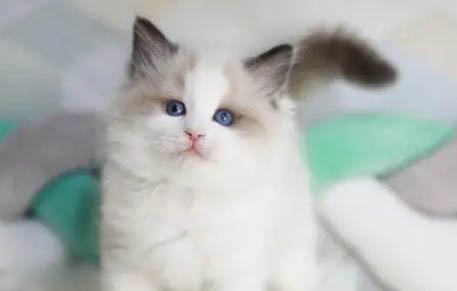 猫突然后腿无力拖着走的原因及处理方法