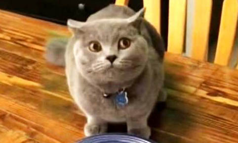 请问猫咪呕吐的原因及处理方法?