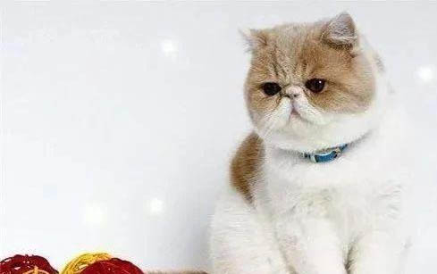 让小猫咬出血了怎么办