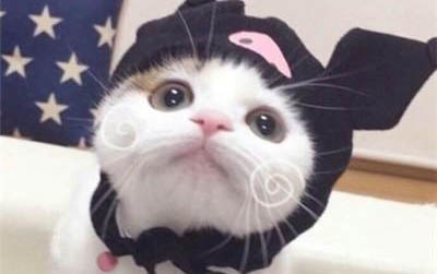 小猫不吃东西还呕吐怎么办?