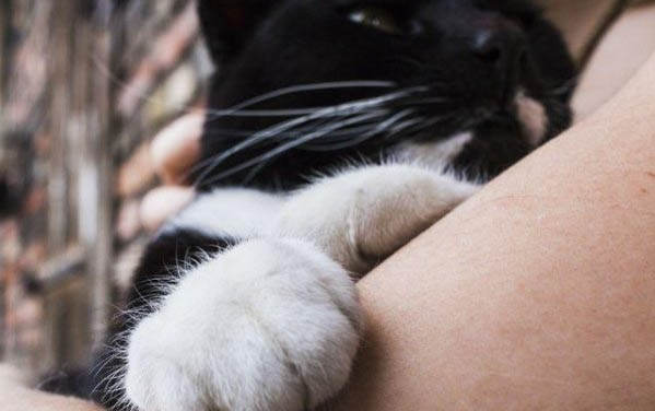 小猫咪洗澡的注意事项