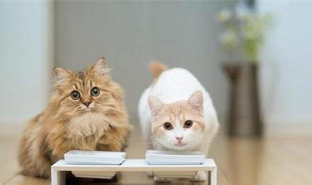 猫能吃鸡心吗,可以吃多少