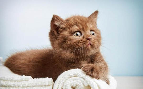 小猫总是有眼屎的原因及处理方法
