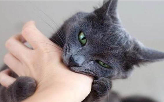 猫怀孕多久生孩子吗