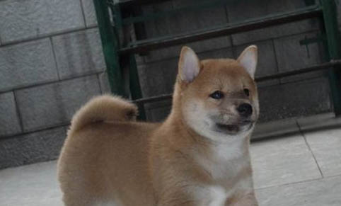 狗狗能不能喝牛奶