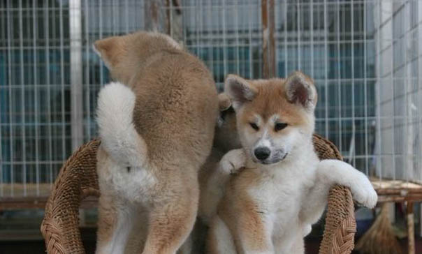 秋田犬和柴犬区分