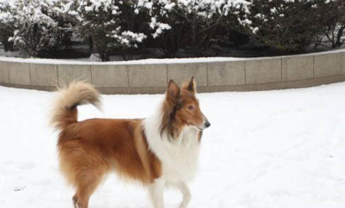 苏格兰牧羊犬为什么会呕吐食物