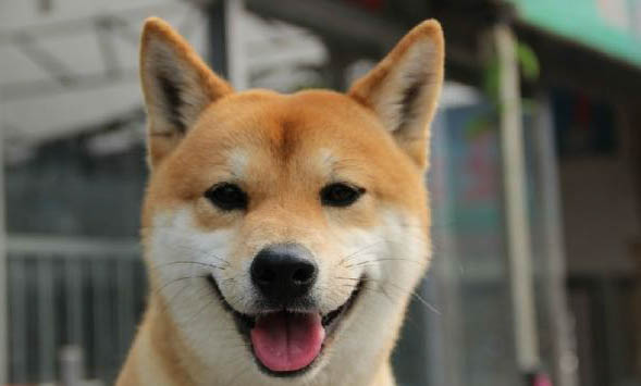 训练柴犬可以打吗