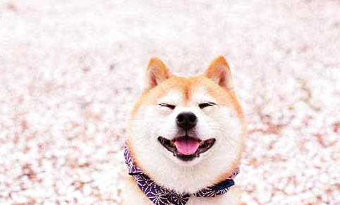 柴犬多大可以吃水果