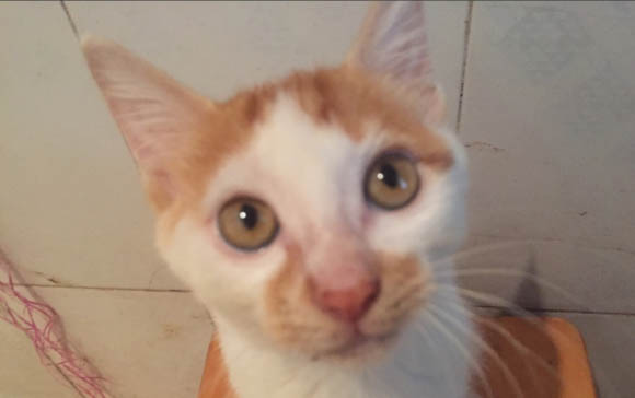 为什么猫咪冬天要得猫癣呢