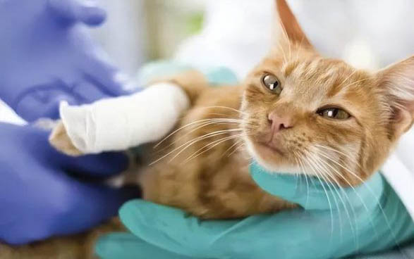 猫咪冬天为什么总是被冻死呢