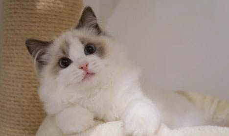 猫可以吃牛奶吗