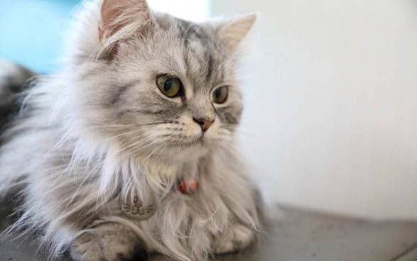 猫咪掉毛吃什么可以改善?