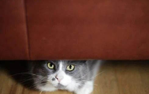 小猫会乱拉屎吗