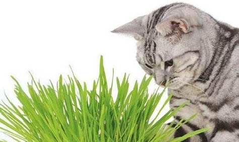 猫得皮炎多久能恢复