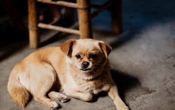 狗狗感冒了有什么症状