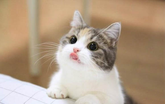 不足月的小猫怎么养?