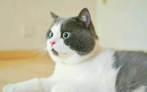 小猫呕吐不吃东西怎么办呢?