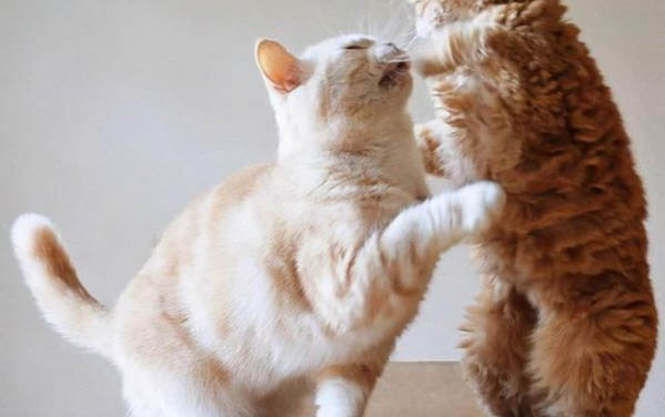 猫咪闷闷不乐没精神
