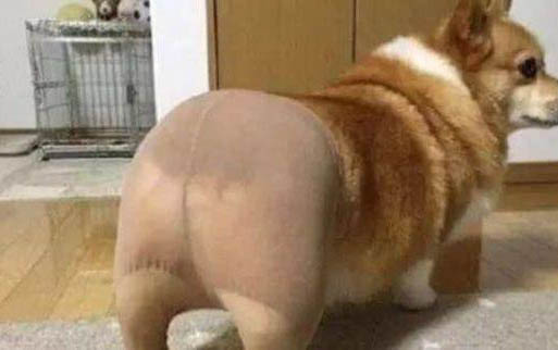 春季狗狗为什么掉毛严重呢