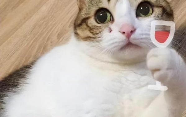 猫铃铛是指猫哪个部位