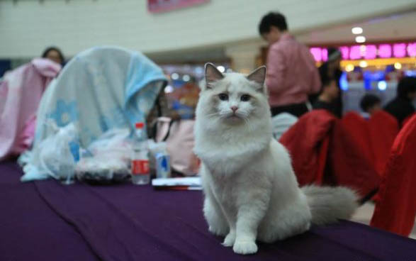 最便宜的布偶猫幼猫多少钱一只