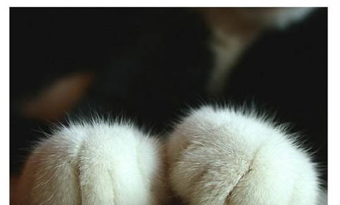 为什么不能打猫的头