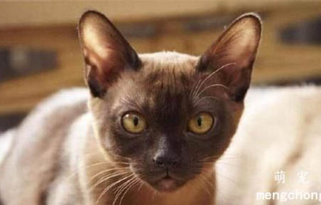缅甸猫外形有什么特征?