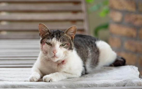 猫孕期几个月