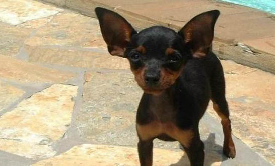 小鹿犬价格一般多少钱一只