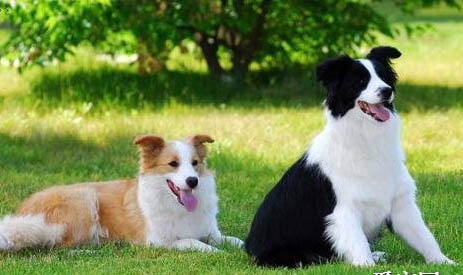 边境牧羊犬身体发抖的原因及处理方法