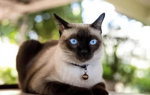 猫咪肚子毛囊炎如何治疗呢?