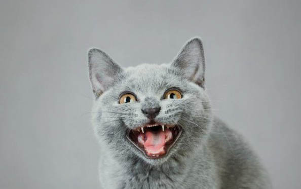 猫咪总是吐是什么原因呀