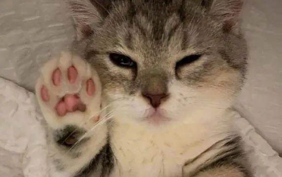 如何教小猫使用猫砂盆