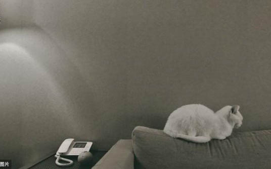 如何判断母猫奶水不足的原因