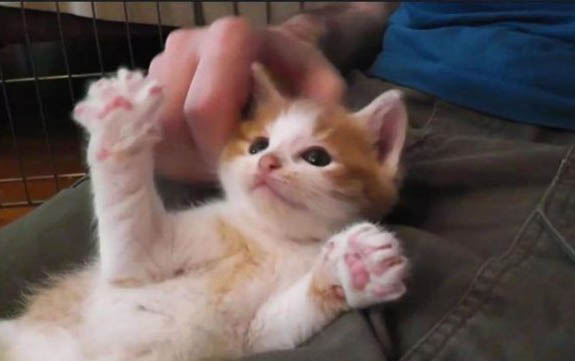 幼猫为什么喜欢咬人手?