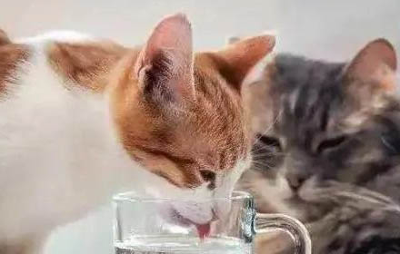 猫吃罐头拉屎臭