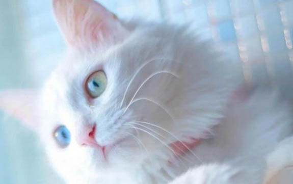 小猫踩奶会流口水吗